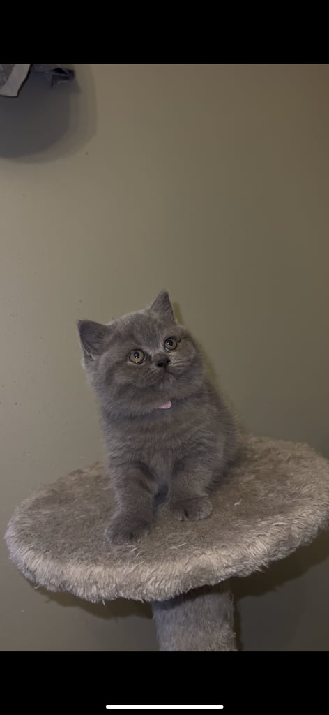 British shorthair kittens🩵