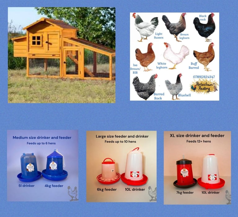 Pullets for sale chickens poultry hens coops arks