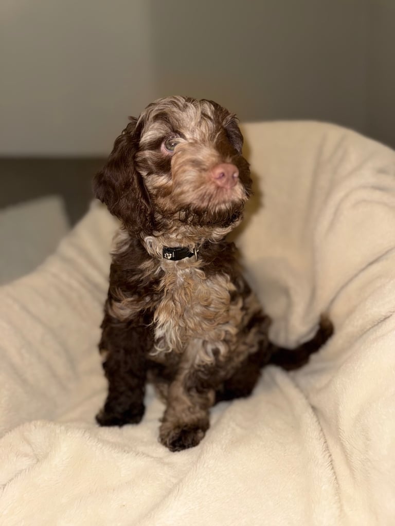 F1 Cockapoo puppies