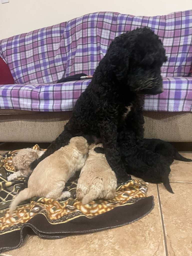 Labradoodle Puppies For Sale