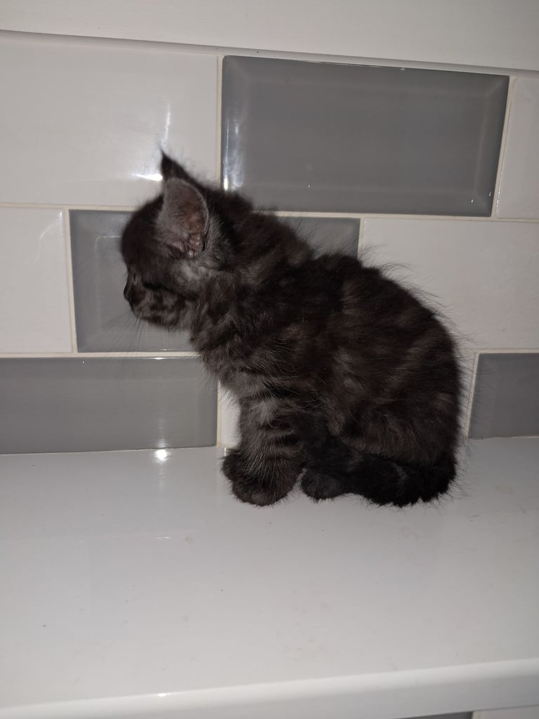 2 gorgeous kittens looking for forever home 