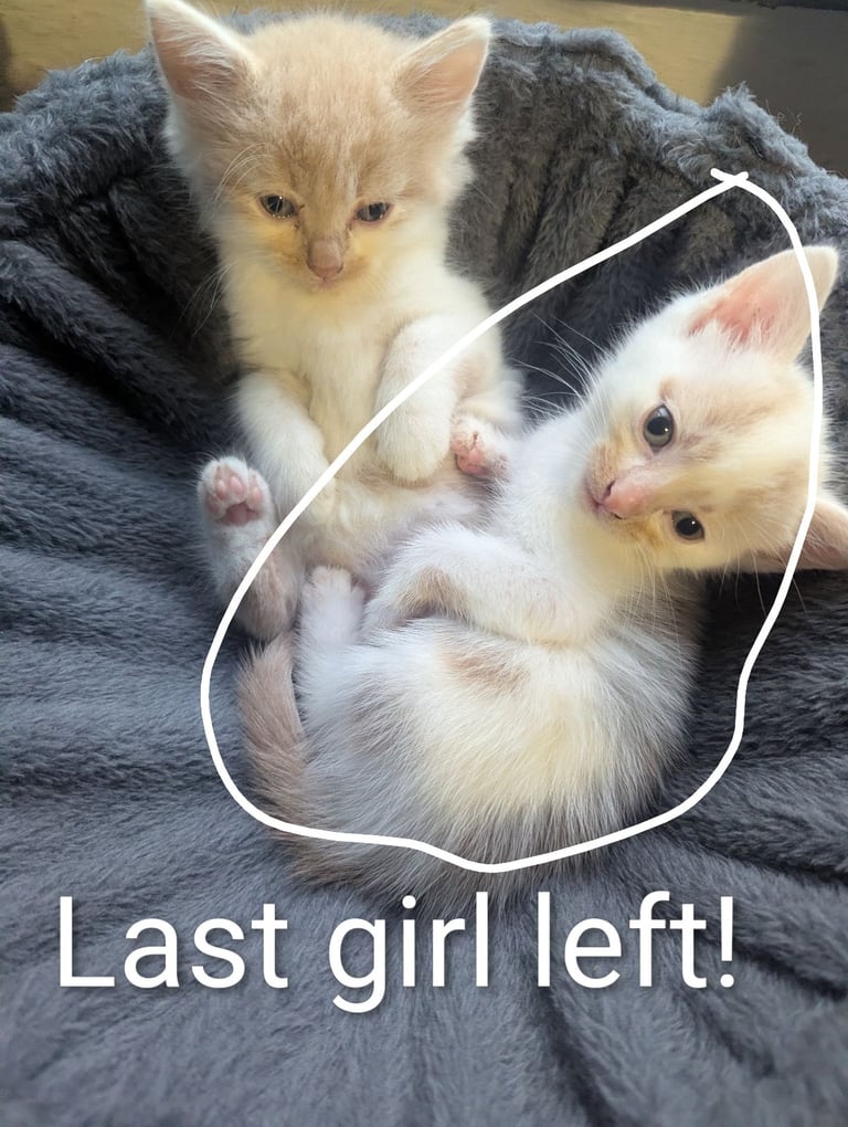 image for 1 kitten for sale