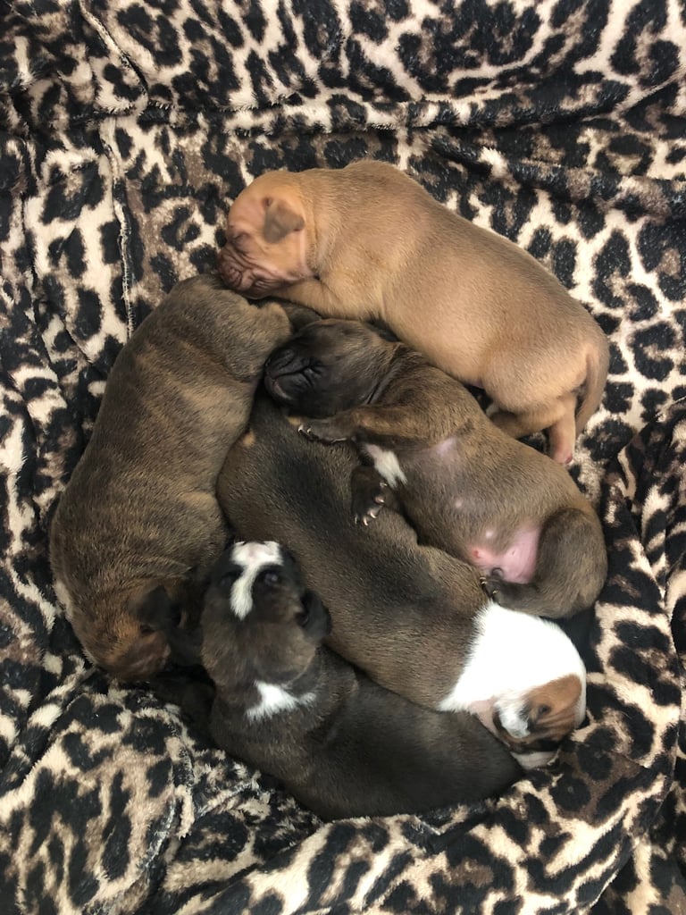 Staffordshire Bull Terrier x puppies for sale