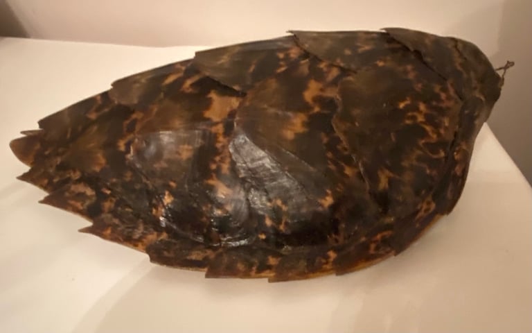 Vintage taxidermy shell