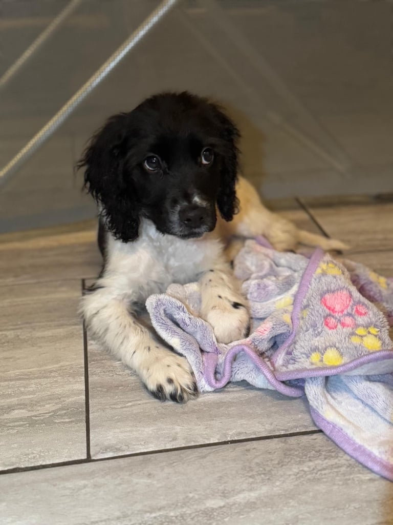 image for Cocker spaniel pups 1male left 