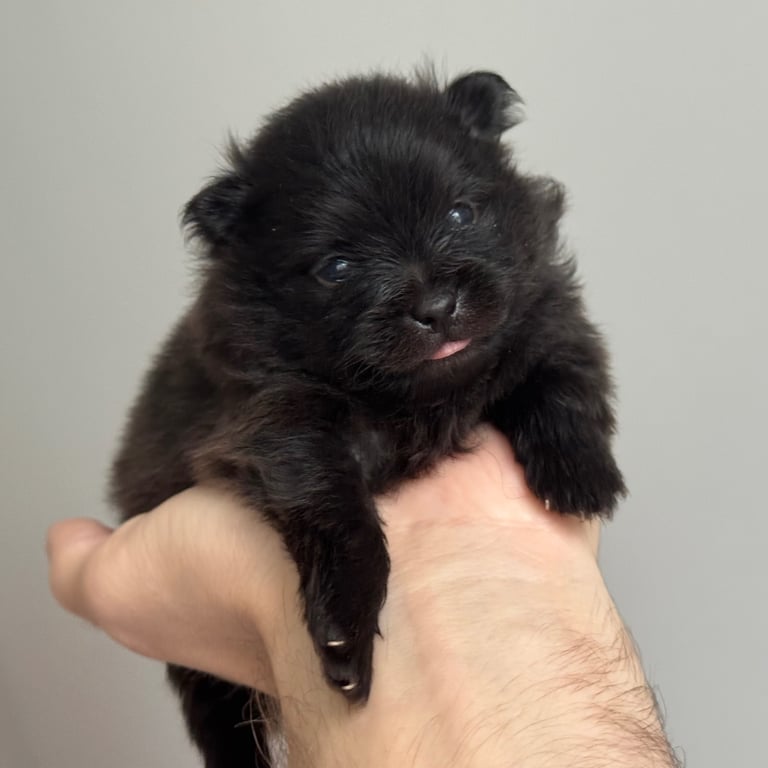 Fluffy and adorable Pomeranian puppies