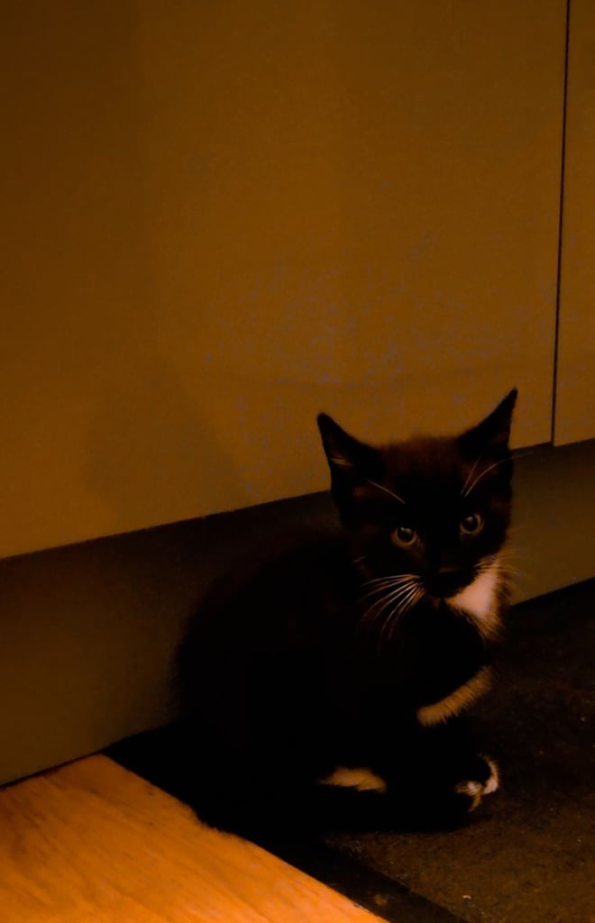 Kittens ready to leave now