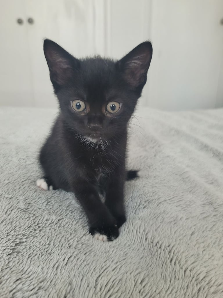 2 Beautiful Kittens for sale