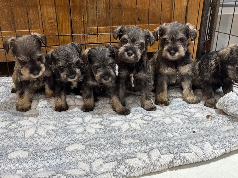 Mini Schnauzer Pups 
