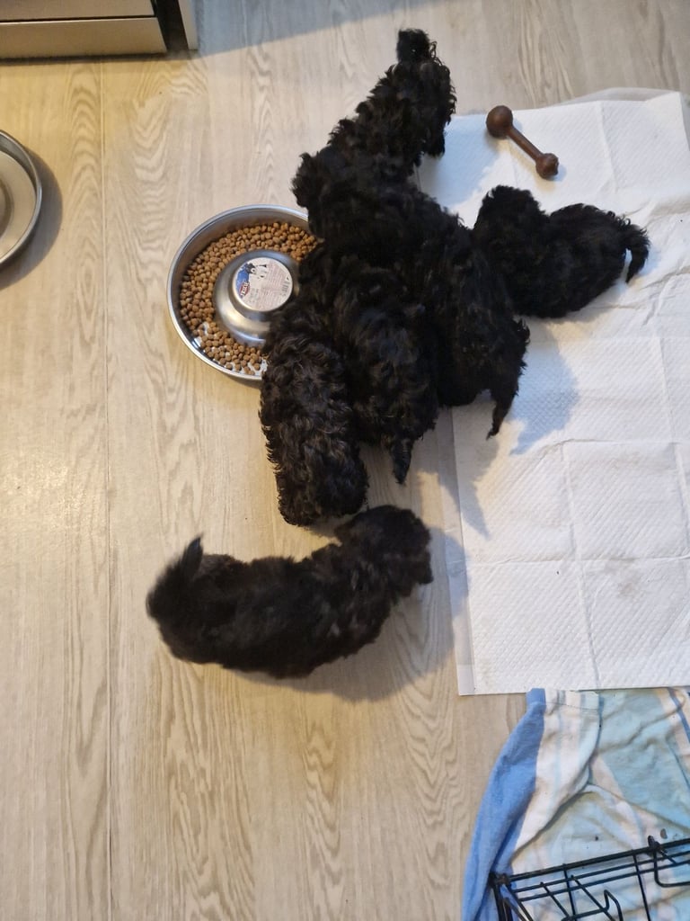 6 ADORABLE Teddy Shihpoos 