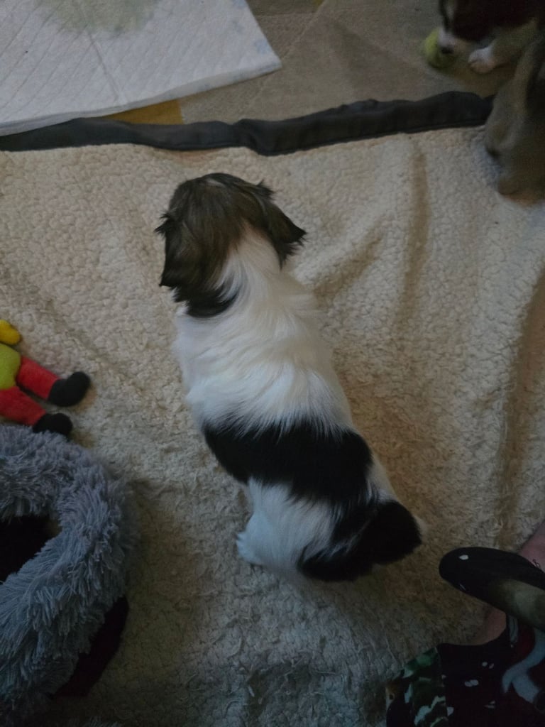 Shih Tzu x Chorkie 
