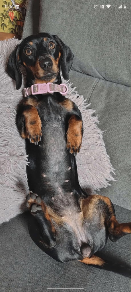 Miniature dachshund 