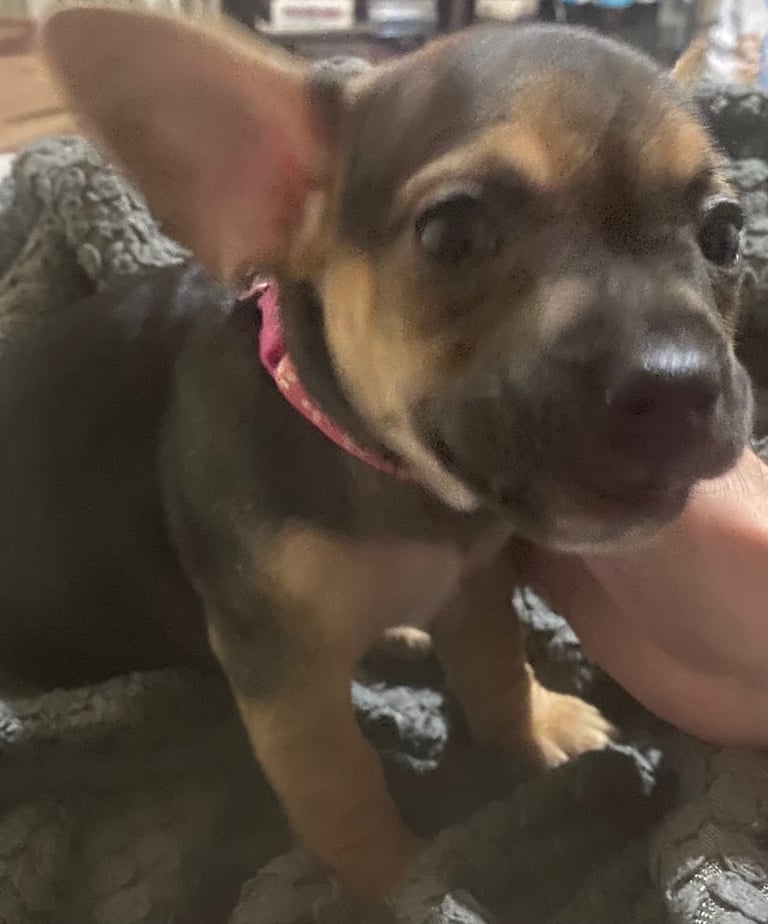 6 French jack pups for sale