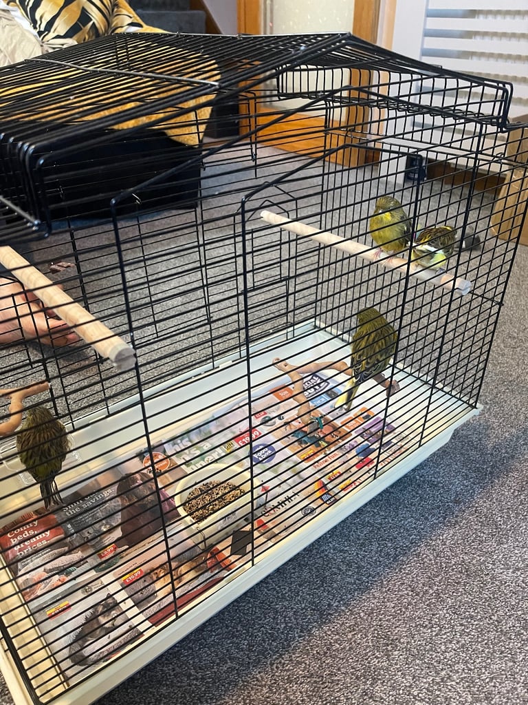 image for Canary birds under a year old 