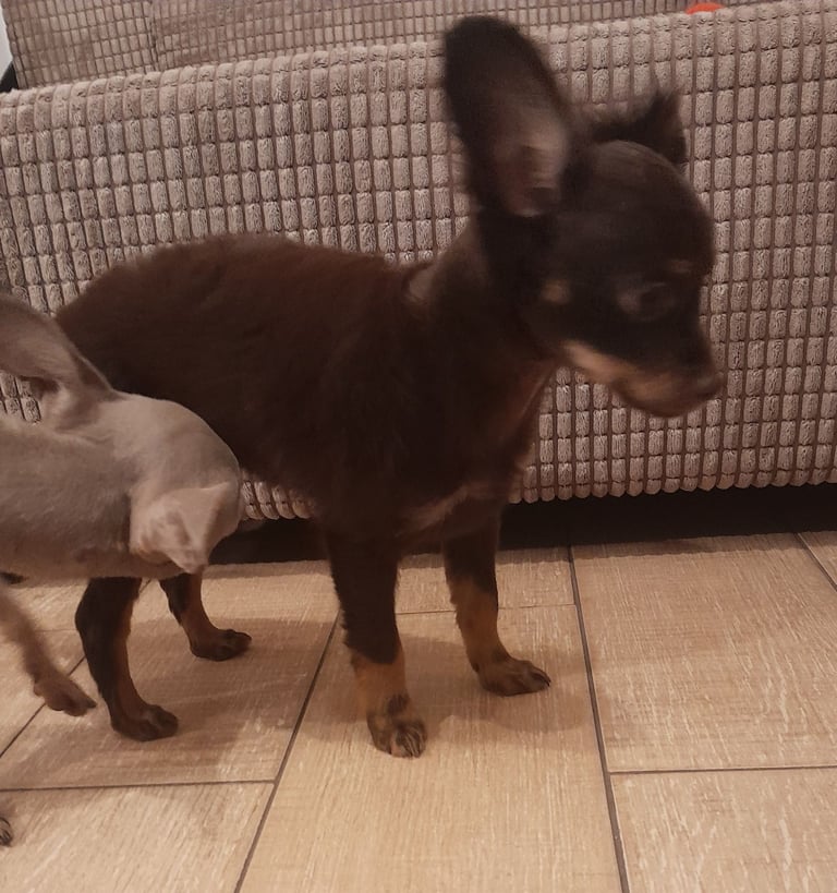 Purebred Russian Toy Terrier puppy long-haired