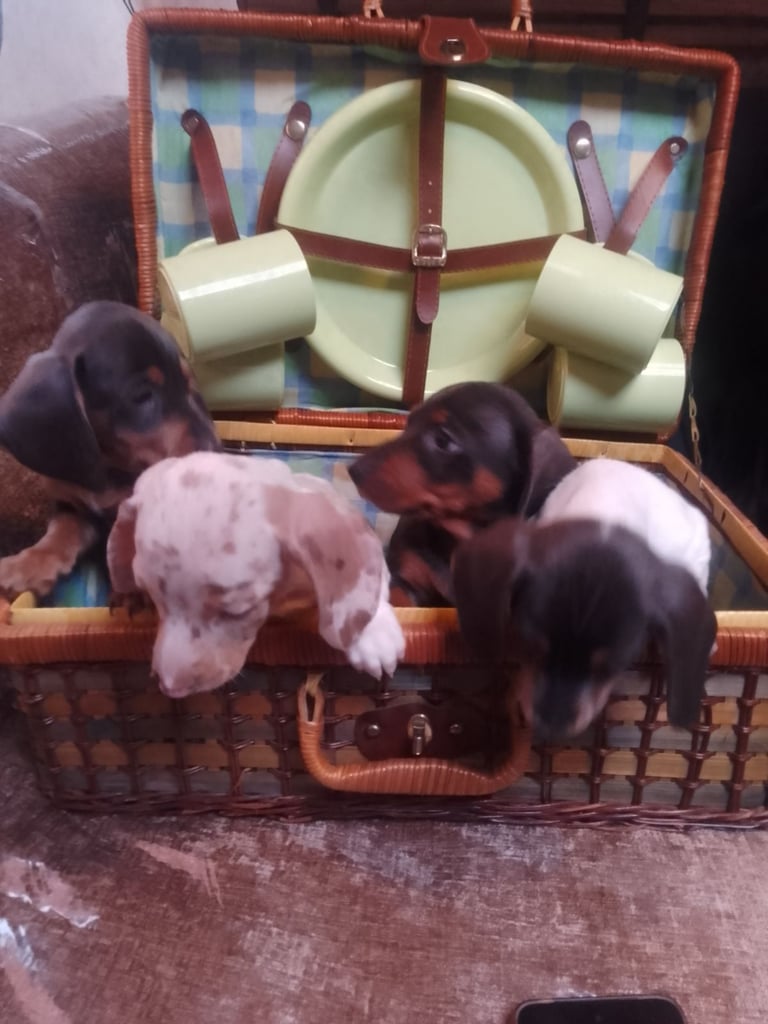 *NOW READY* Dachshund puppies