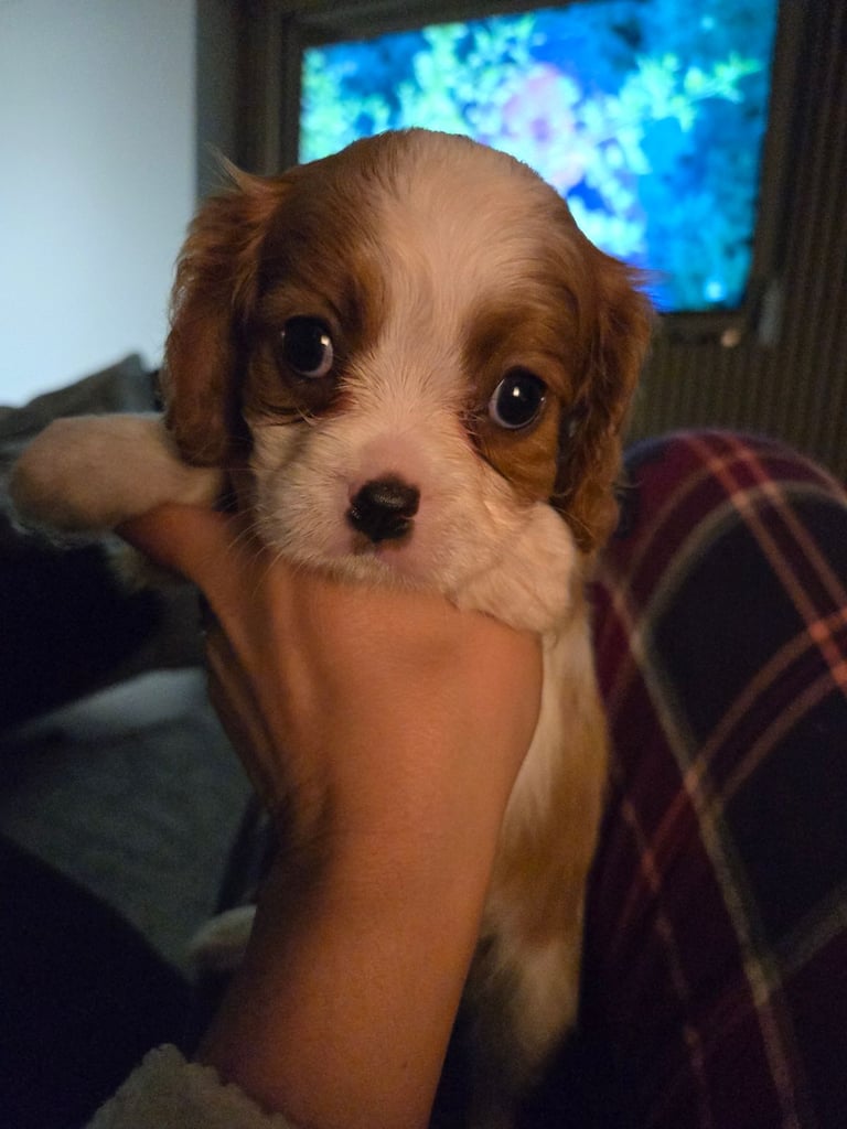 KC Cavalier King Charles Spaniel puppy 