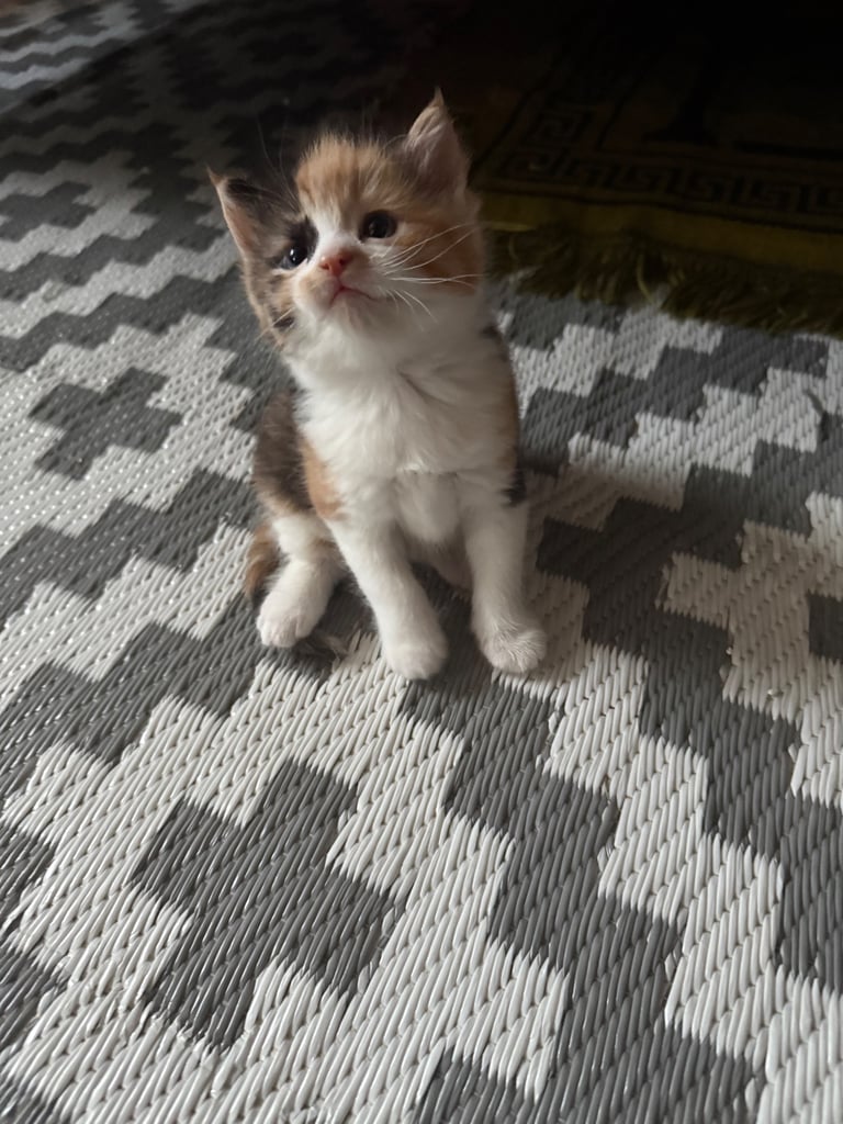 Adorable Half Ragdoll Female Kitten for Sale  9 Weeks Old