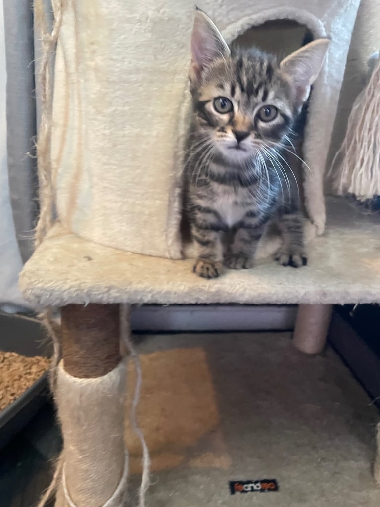 image for 2 beautiful kittens for sale