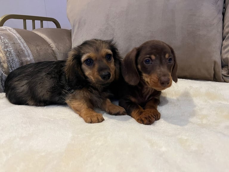 Dachshund puppies 