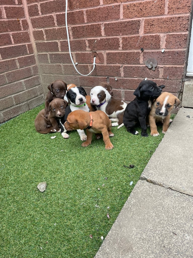 XXL BULLY PUPS FOR SALE!! 