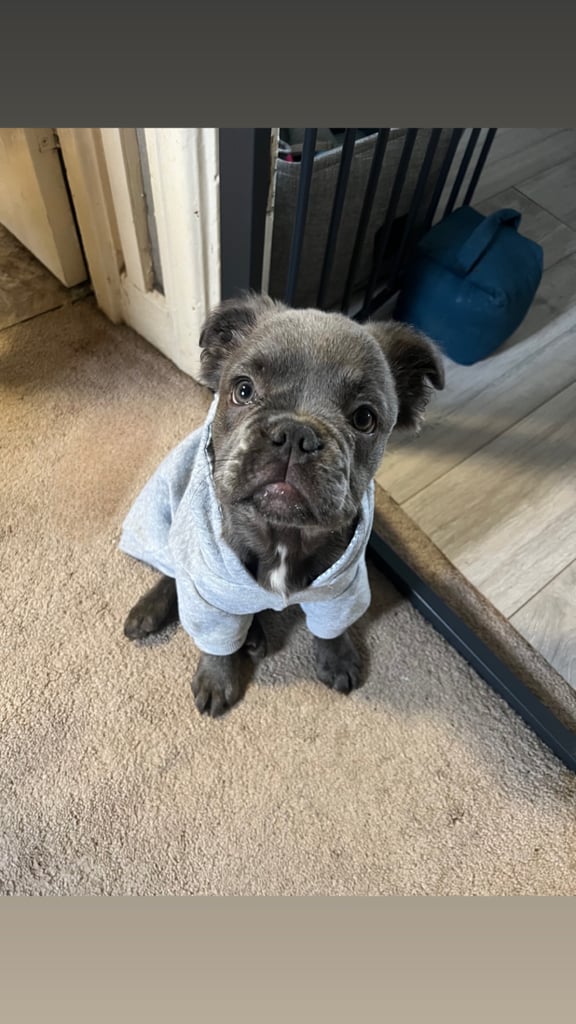 Fluffy Female French bulldog