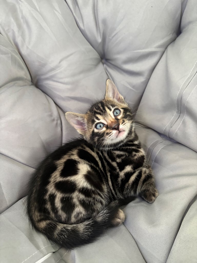 🐾Gorgeous Pure Bengals Ready Now🐾