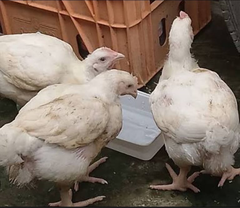 Broiler chickens / hens for sale