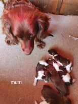 Full cocker spaniel puppies for sale