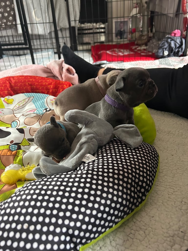French bulldog puppies 🐾