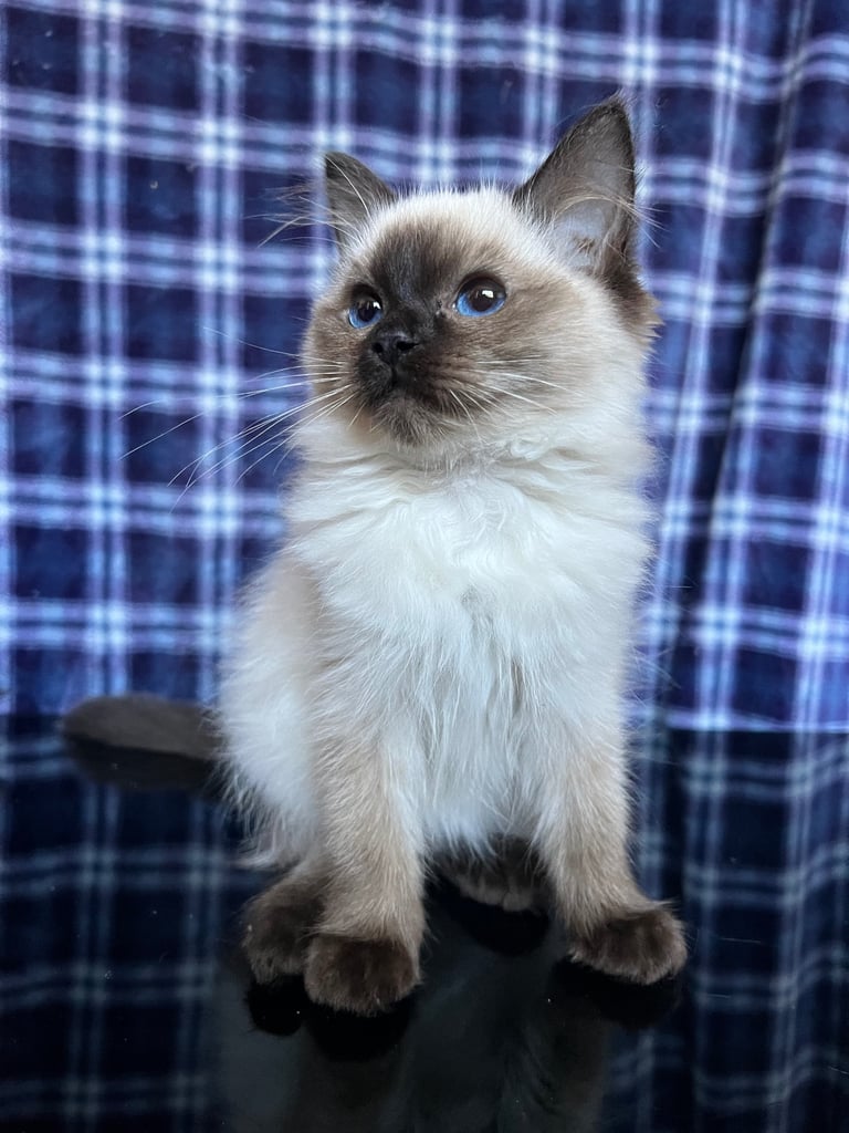 1 Adorable Ragdoll Boy left & Looking for Their Loving Home 