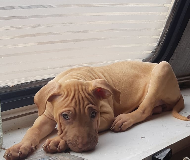 Presa cross puppies looking for homes 