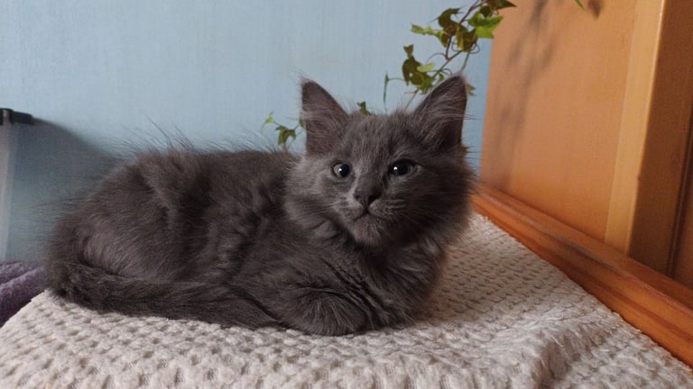 image for 2 nebelung kittens 