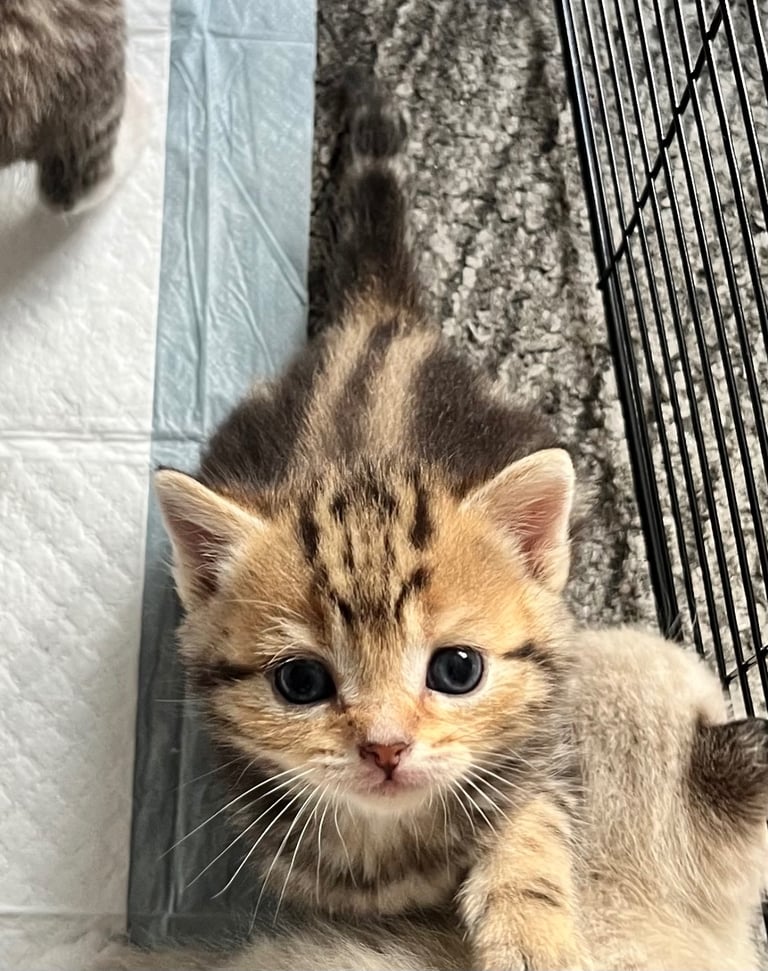 8week old British short hair 
