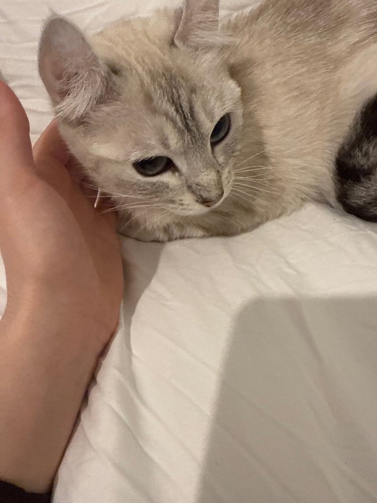 Female Kitty