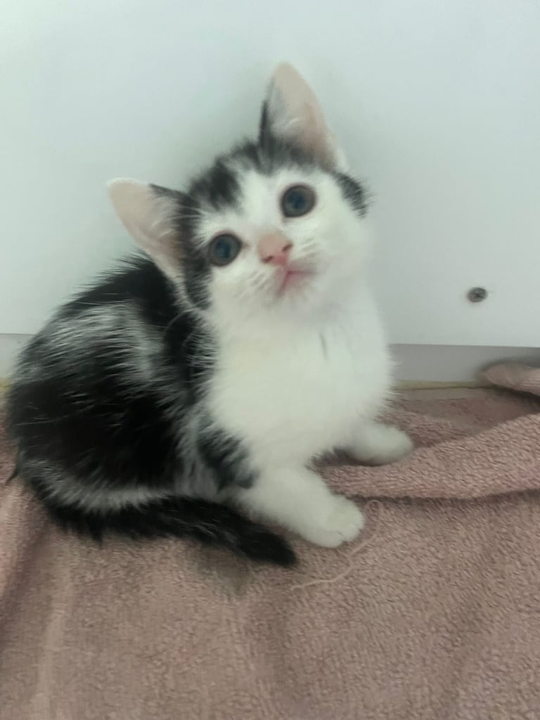 3 beautiful female kittens for sale 
