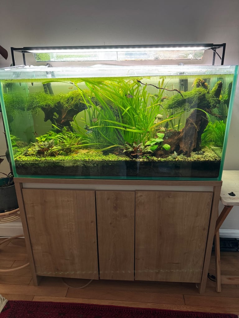 image for Beautiful Planted Aquarium Setup – Complete with Stand, Fluval 407 Filter & Accessories (£1,200+)