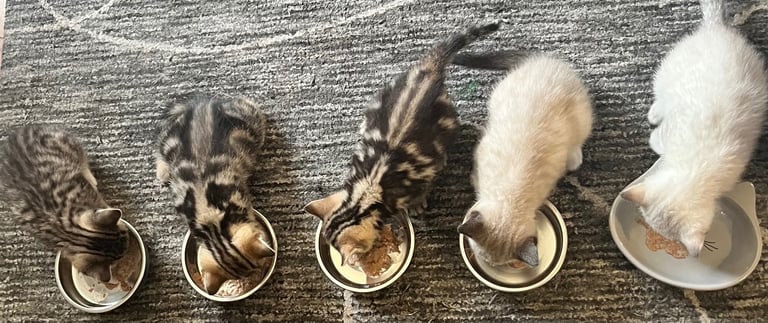 8week old British short hair 