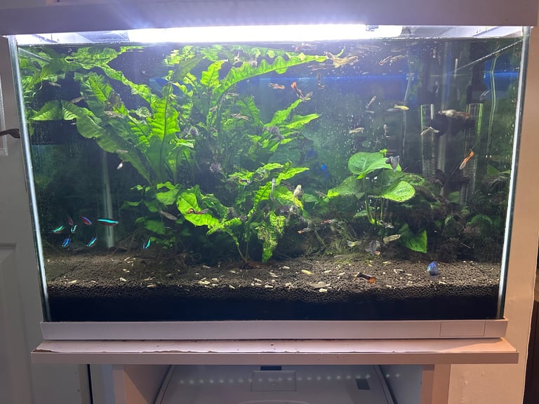 Guppy fish tank and small breeding tank