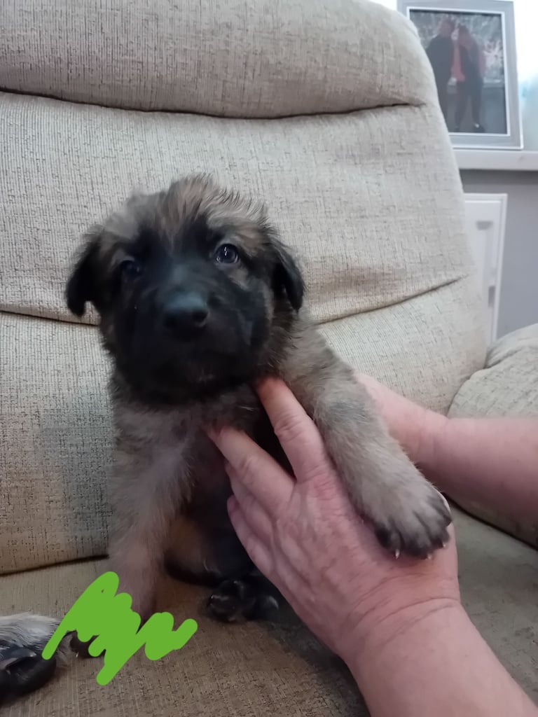 German Shepherd puppies 