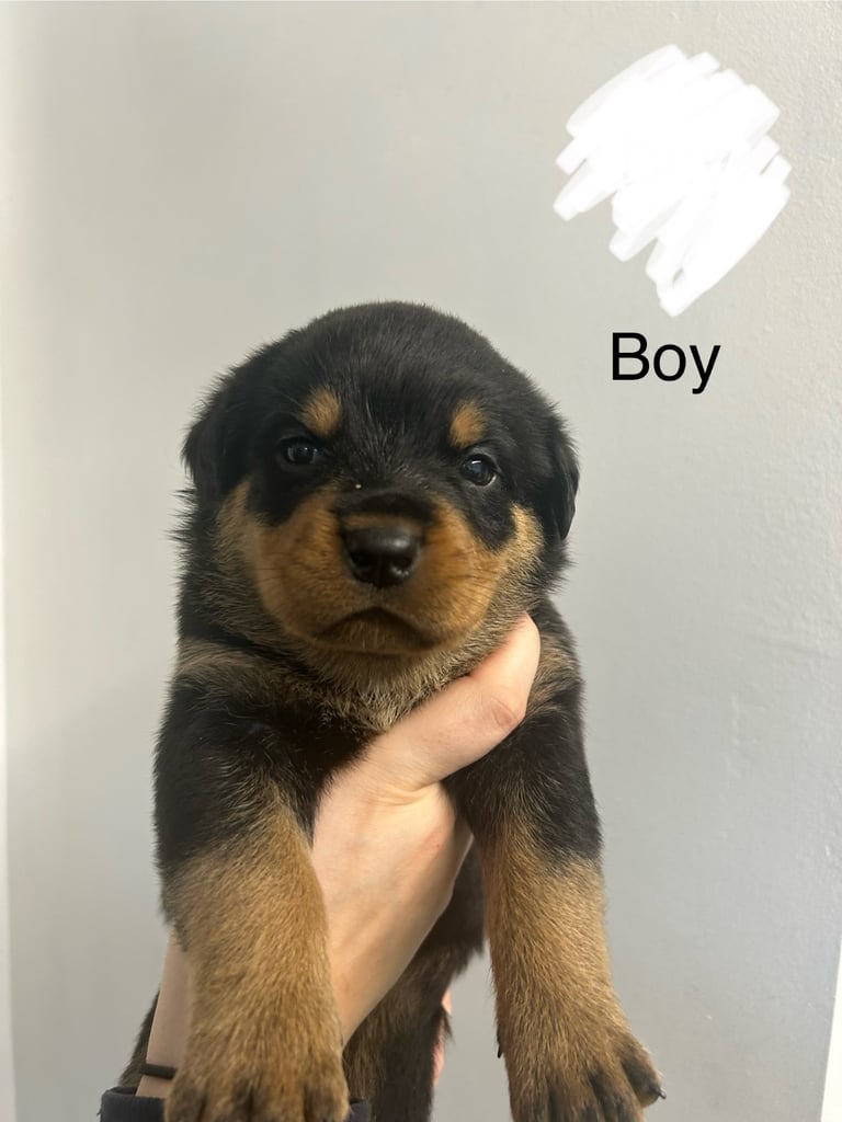 8 Rottweiler pups-4 LEFT!!