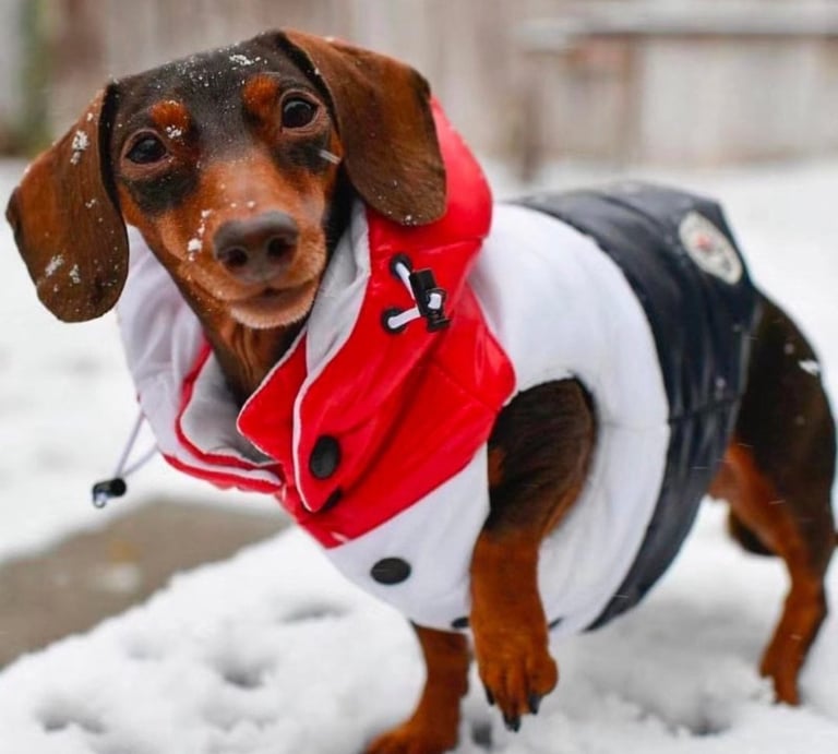 Dog Padded Moncler puffer gilet coat 