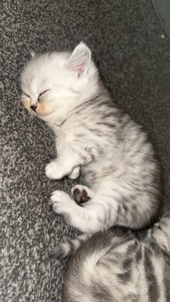 Silver tip scottish straight persian silvertip mix breed 