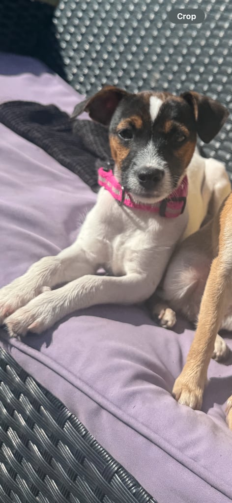 For sale luna