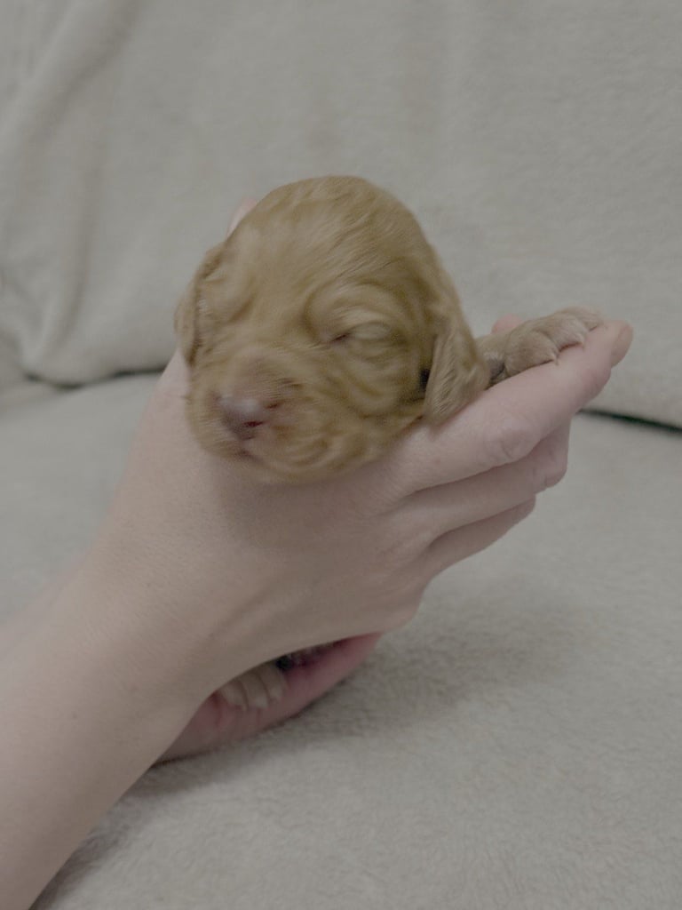 Cocker spaniel puppies for sale