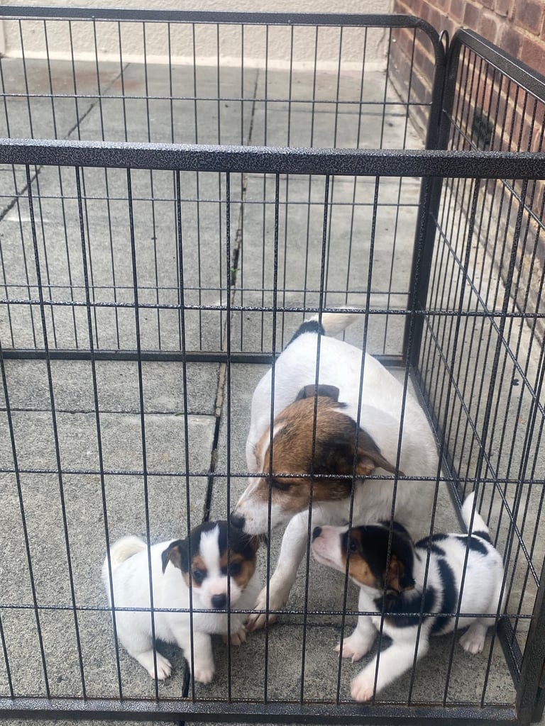 Miniature Jack Russell puppy’s 