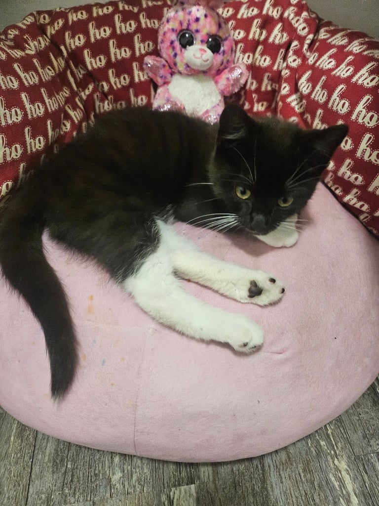 Kitten black and white 