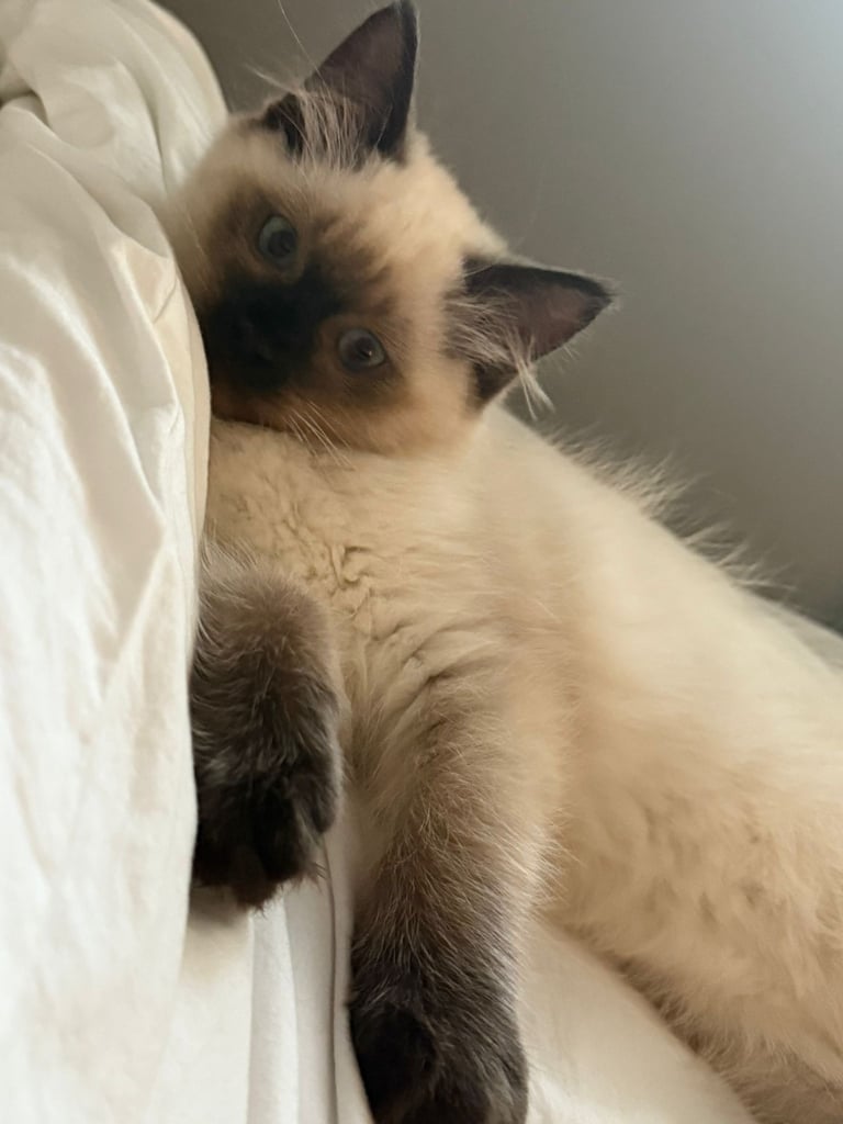 Male Ragdoll kitten 