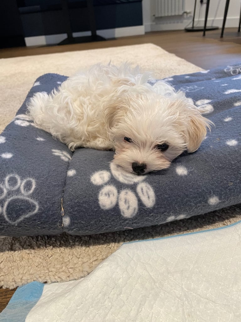 Beautiful Maltese Puppy for Sale