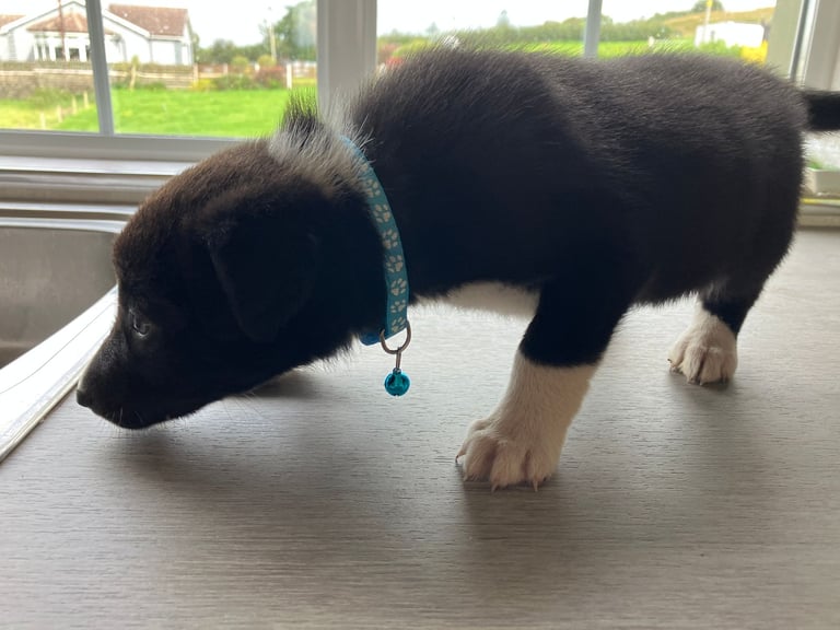 Border Collie Pups